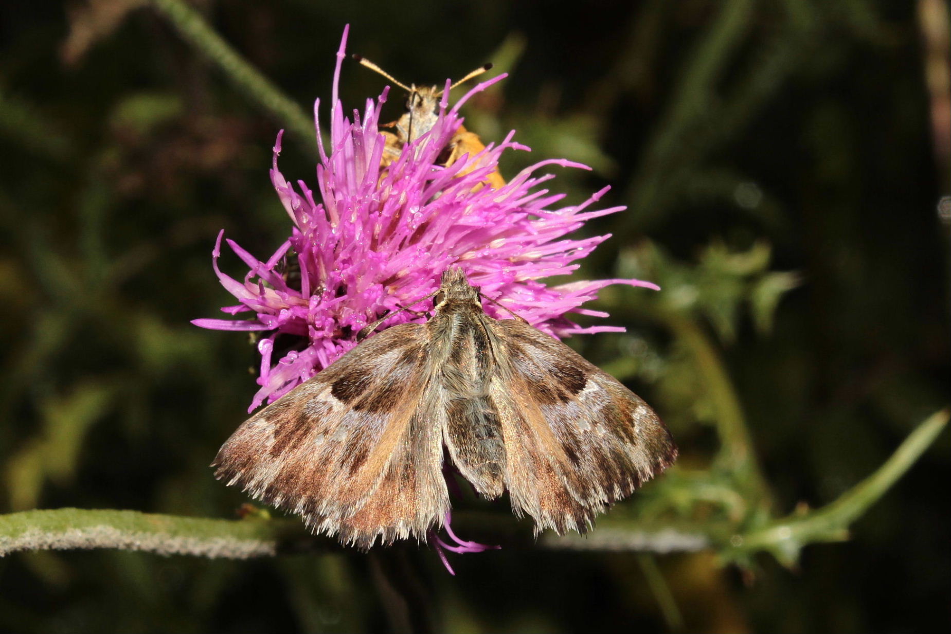 Lepidoptera da determinare 5 - Carcharodus flocciferus, Hesperiidae